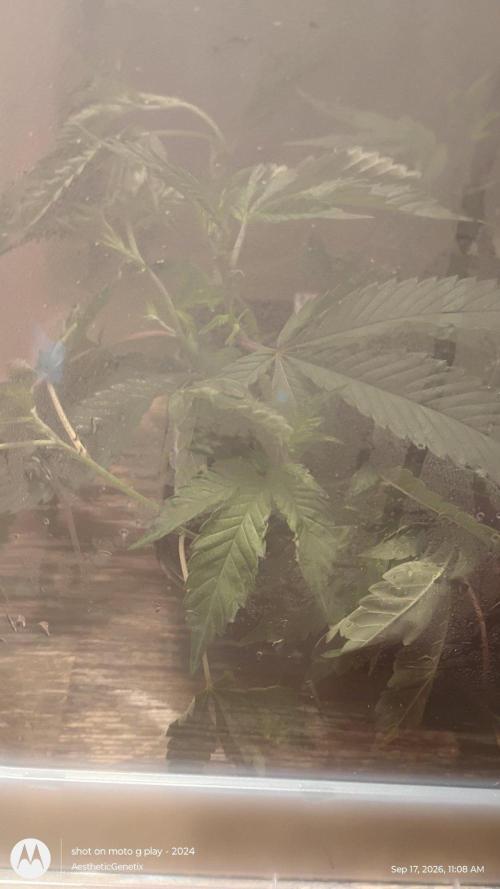 Look! A wild Animal Mints has Appeared. Week 0