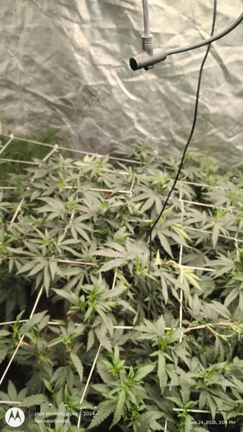 Judasstein - Thydankgenetics. Week 4
