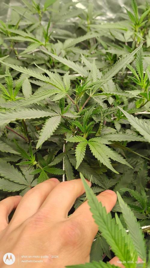 Judasstein - Thydankgenetics. Week 4