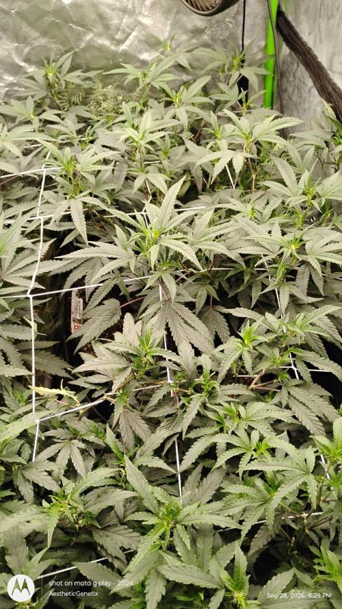 Judasstein - Thydankgenetics. Week 4