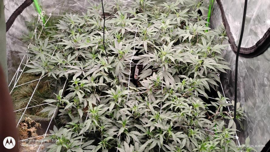 Judasstein - Thydankgenetics. Week 4