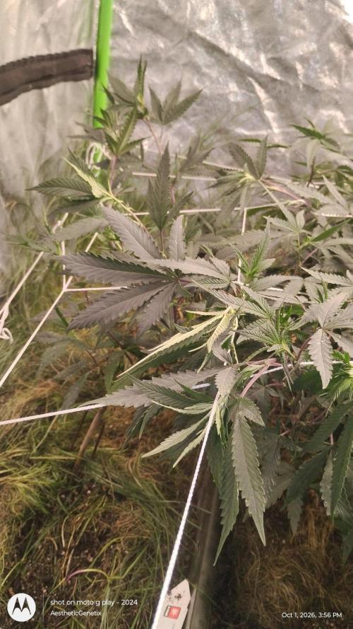 Judasstein - Thydankgenetics. Week 5