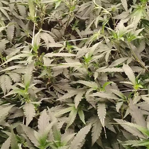 Judasstein - Thydankgenetics
