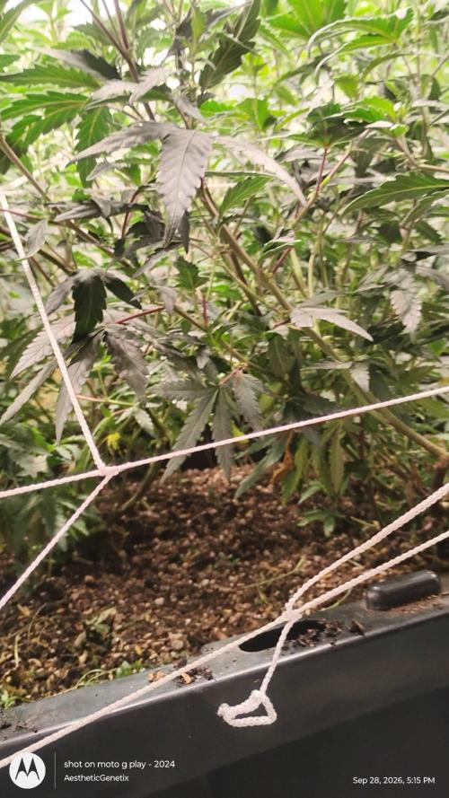 Spritzer Yield Run. Week 4