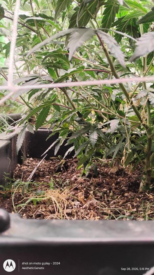 Spritzer Yield Run. Week 4