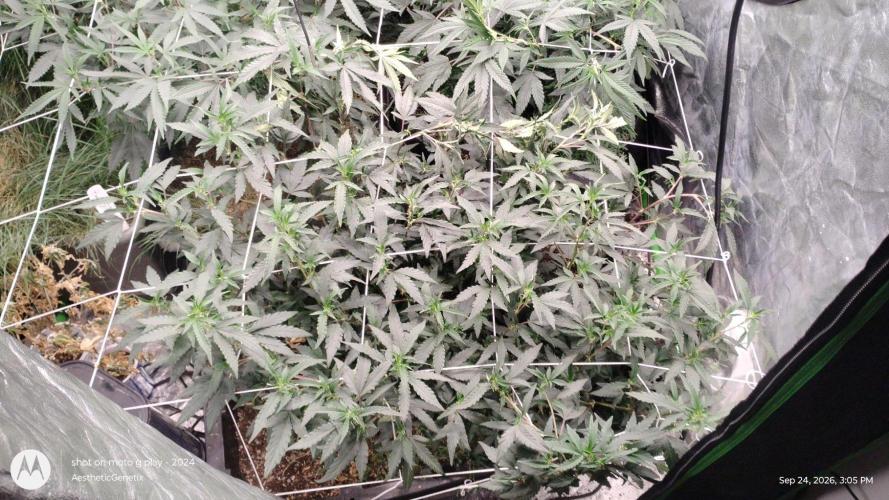 Spritzer Yield Run. Week 4