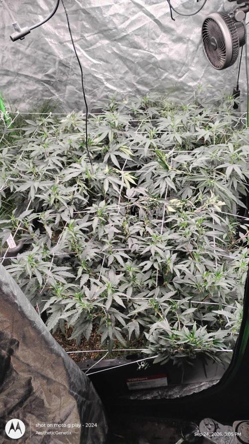Spritzer Yield Run. Week 4