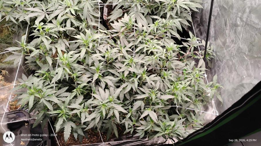 Spritzer Yield Run. Week 4