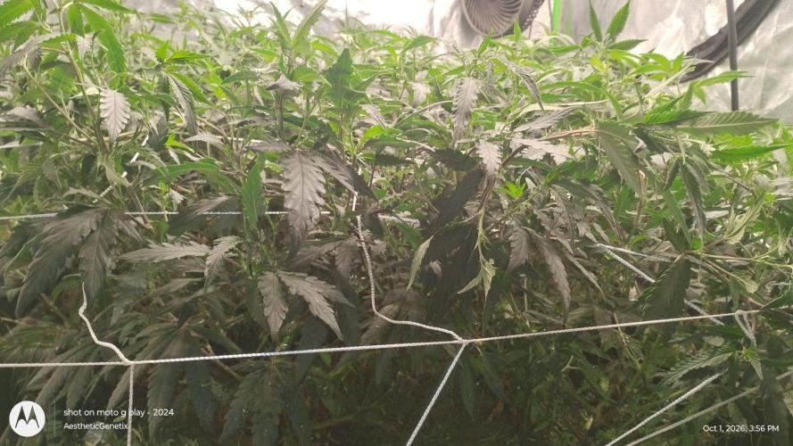 Spritzer Yield Run. Week 5