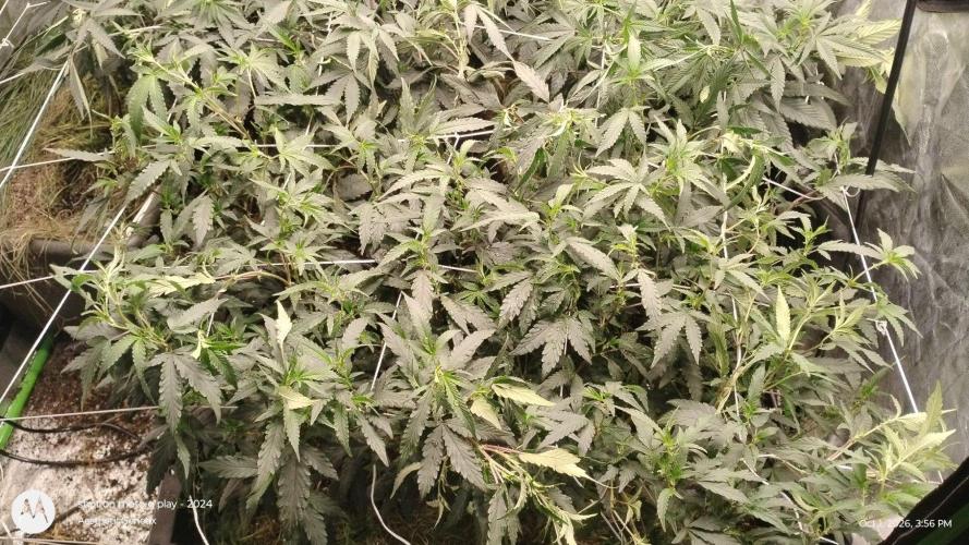 Spritzer Yield Run. Week 5