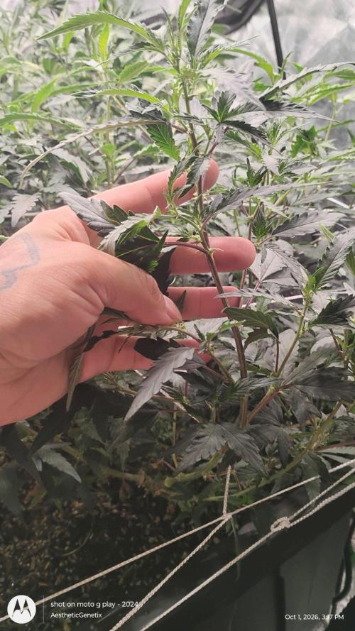 Spritzer Yield Run. Week 5