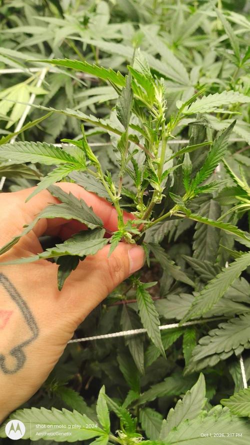 Spritzer Yield Run. Week 5