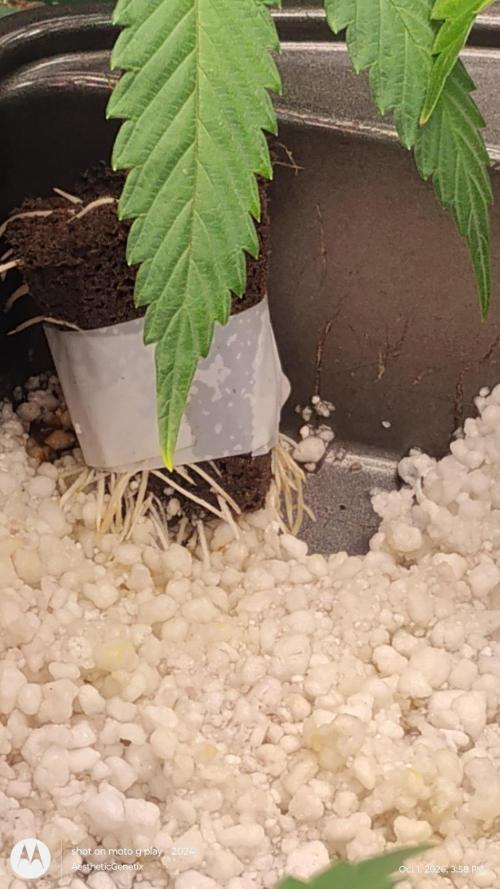 Animal Mints bx2. Week 1