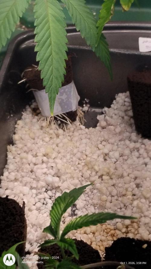 Thug Pug! Garlic breath 2.0. Week 0