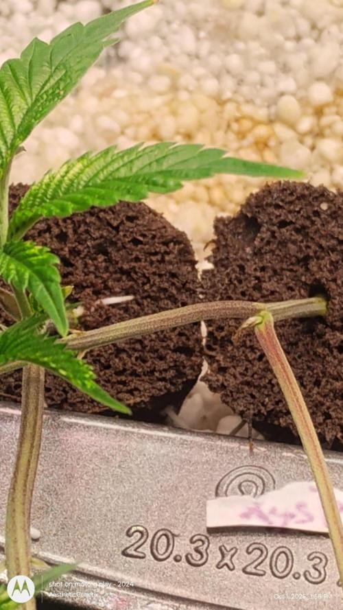 Thug Pug! Garlic breath 2.0. Week 0