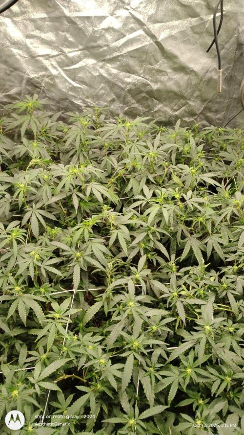 Judasstein - Thydankgenetics. Week 6