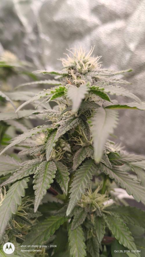 Spritzer Yield Run. Week 8