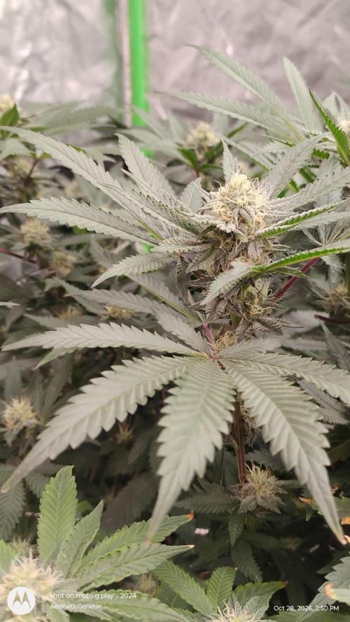 Judasstein - Thydankgenetics. Week 8
