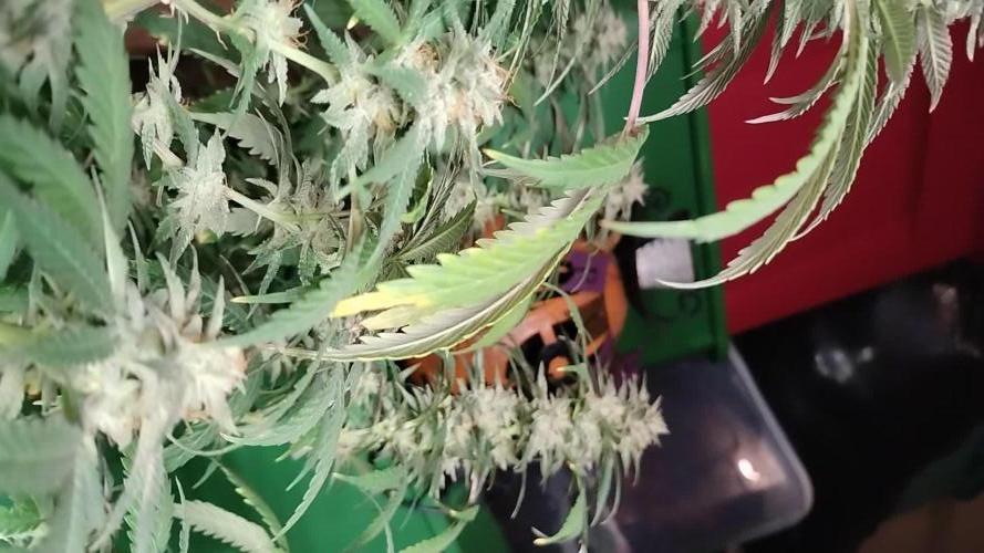 Baking Blueberry Muffins - Humboldt Breeder Clone