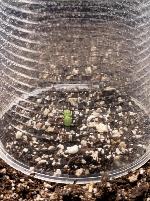 Start again. Week 1