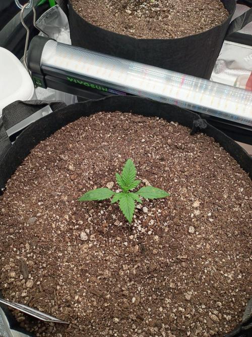 Start again. Week 2
