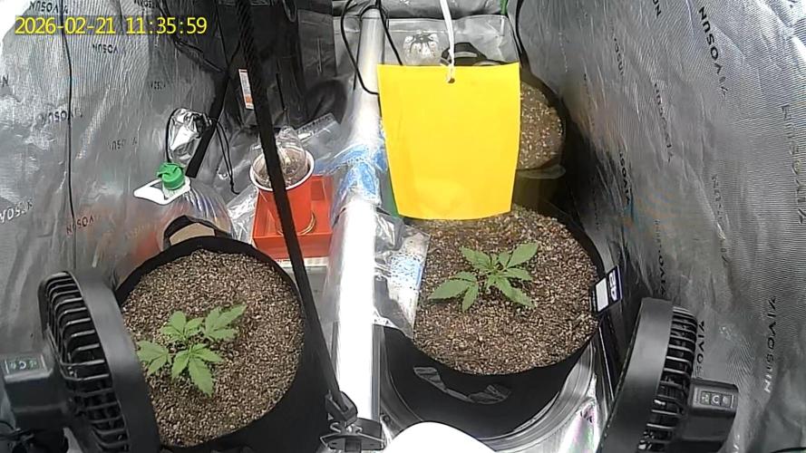 Start again. Week 3