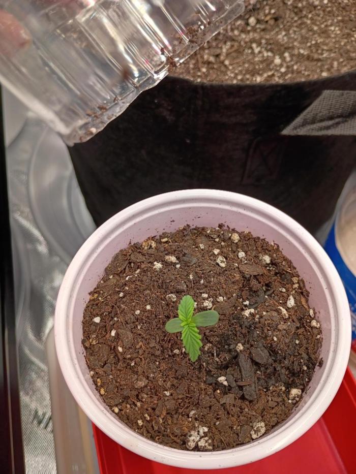 King Louis auto solocup. Week 1
