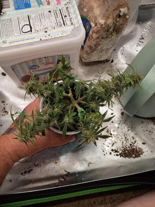 King Louis auto solocup. Week 10 - I haven't done a very good job of dating my grow journey but with a busy packed 