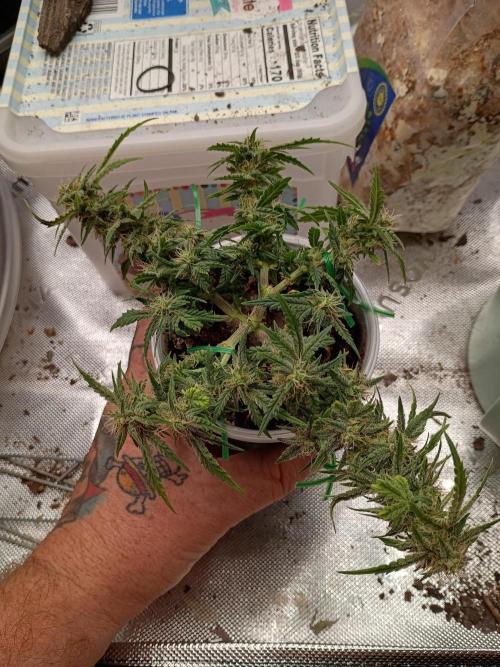 King Louis auto solocup. Week 10