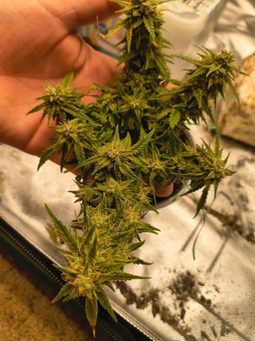 King Louis auto solocup. Week 11 - I'm horrible at updating iv been so busy but she's in flushing mood now