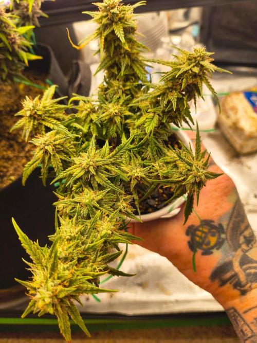 King Louis auto solocup. Week 11