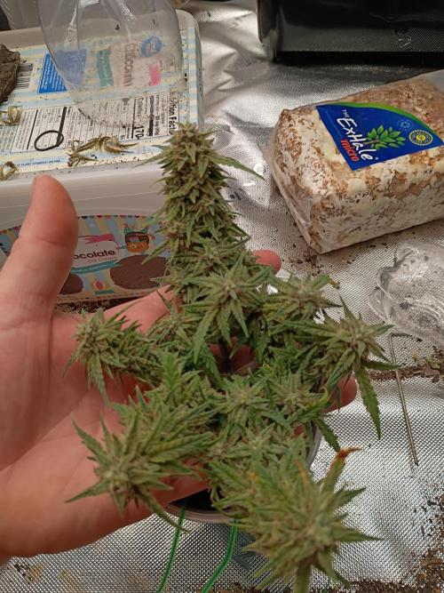 King Louis auto solocup. Week 11
