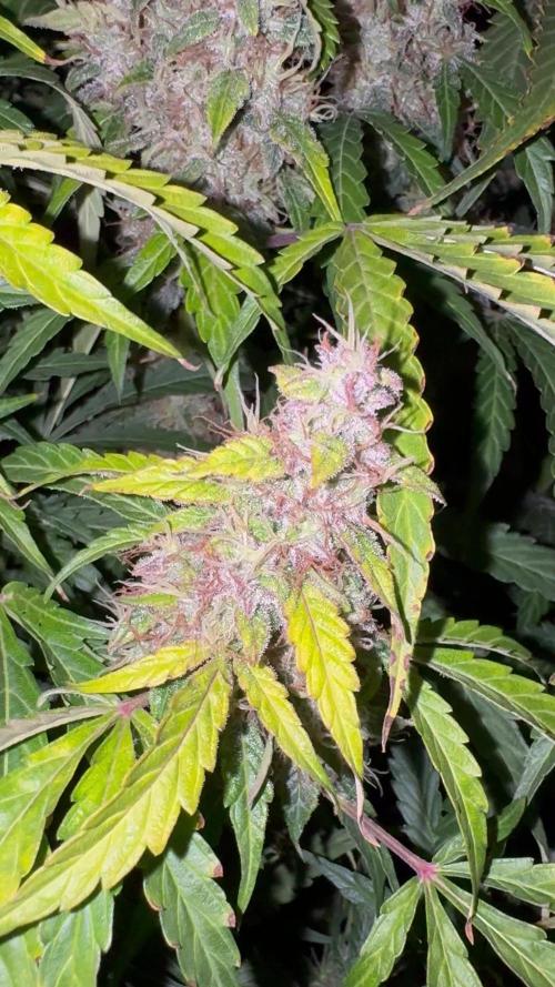 Watermelon Zkittlez Auto