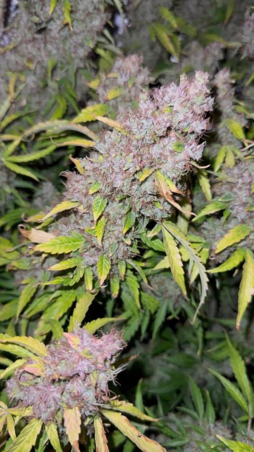 Watermelon Zkittlez Auto