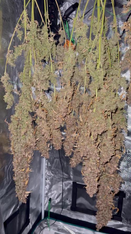 Watermelon Zkittlez Auto
