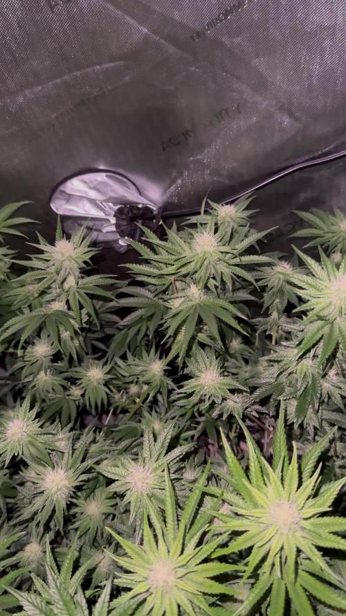 Runtz Muffin Clone