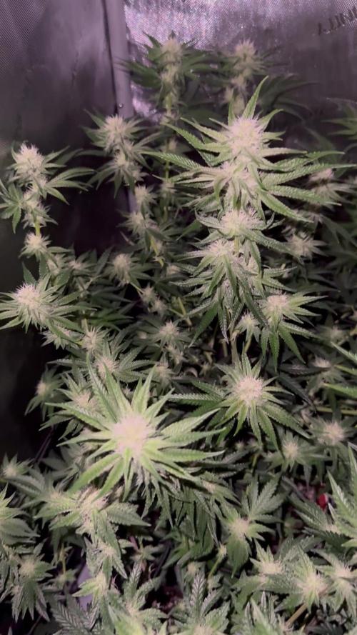 Tropicana Cherry Clone