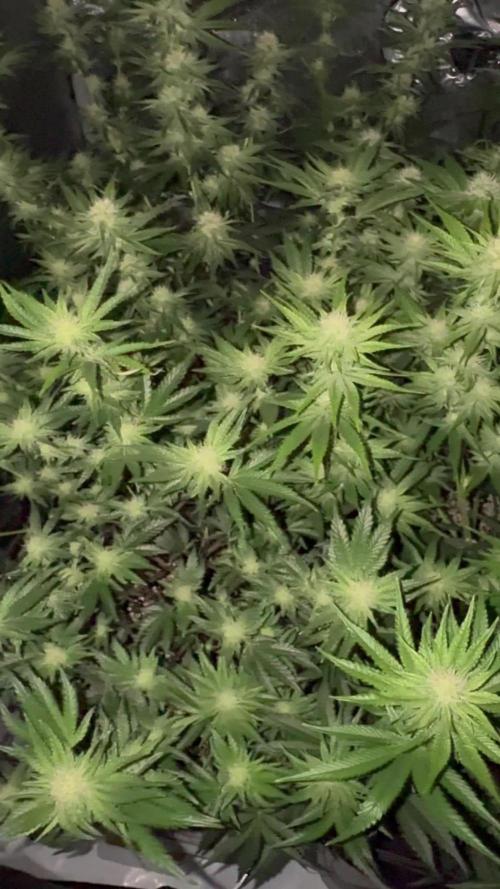 Lemon Cherry Gelato Clone