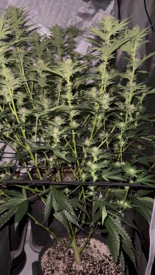 RS11 x Banana OG Clone