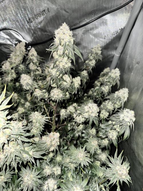 Runtz Muffin Clone. Week 10