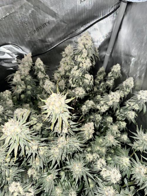 Runtz Muffin Clone. Week 10