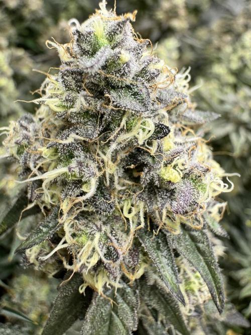 Runtz Muffin Clone. Week 11