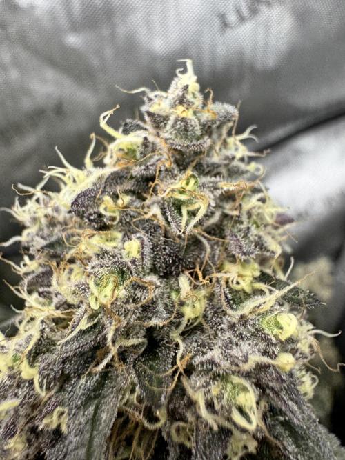 Runtz Muffin Clone. Week 11