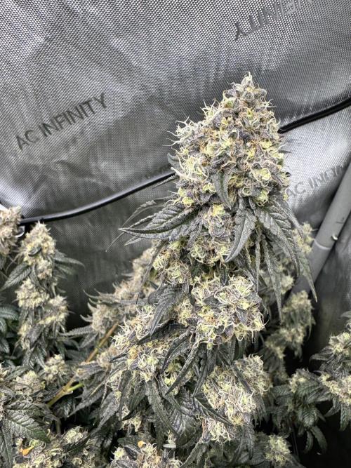 Runtz Muffin Clone. Week 11