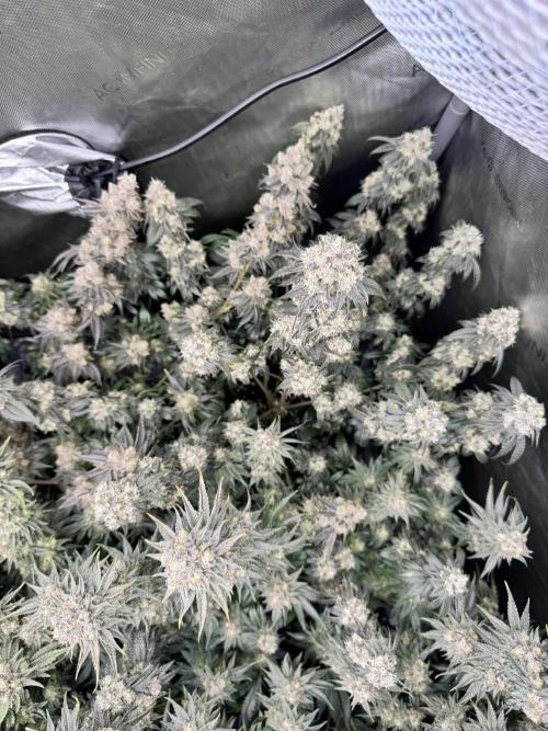 Runtz Muffin Clone. Week 11