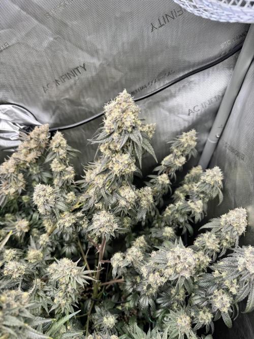 Runtz Muffin Clone. Week 11