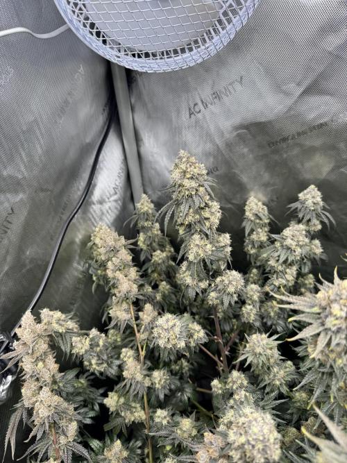 Runtz Muffin Clone. Week 11