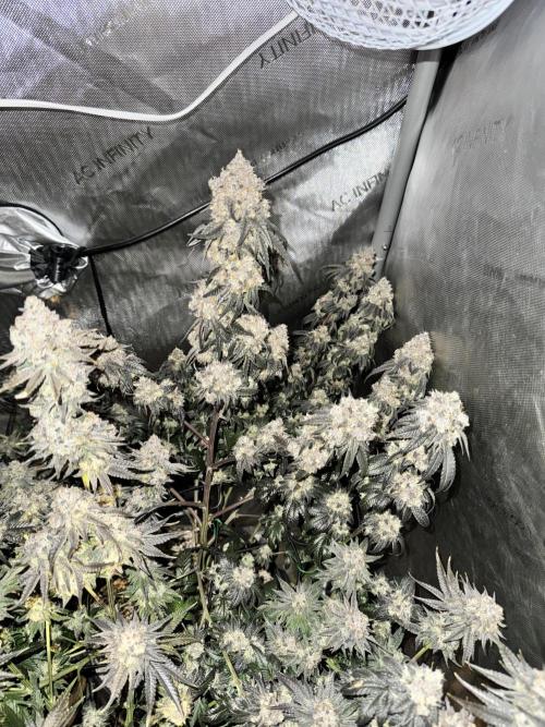 Runtz Muffin Clone. Week 12