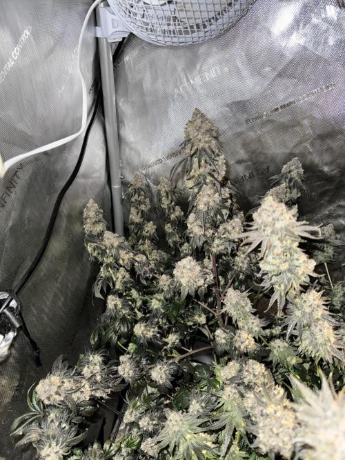 Runtz Muffin Clone. Week 12