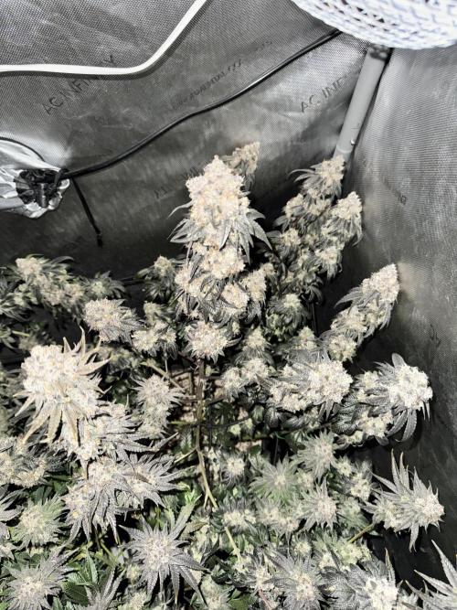 Runtz Muffin Clone. Week 12